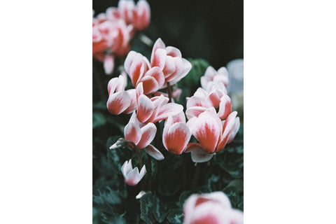 LomoChrome Color ’92 120 ISO 400