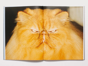 The Best Cat in the World