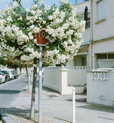 Ilfocolor 400 Vintage Tone