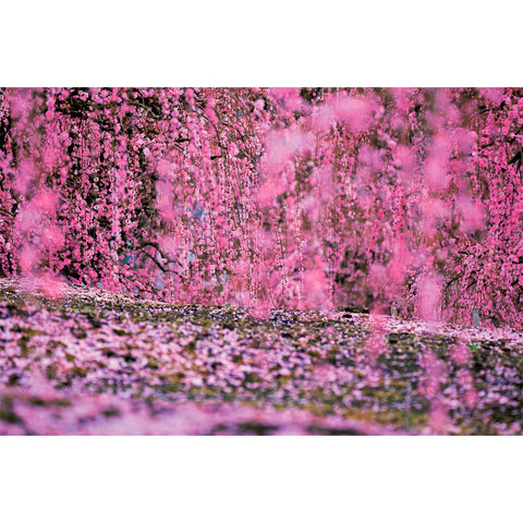 Mika Ninagawa - Eternity Vol 2