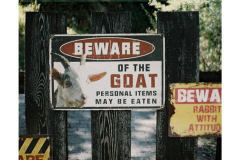 LomoChrome Color’92 Sun-Kissed 110 ISO 400