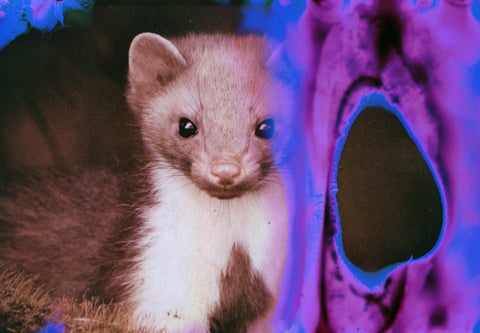 Hanalogital Charoite 35mm film