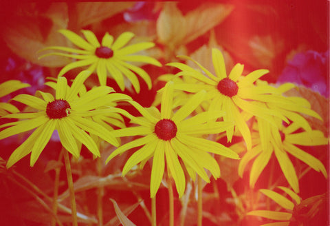 Hanalogital Veins 35 mm