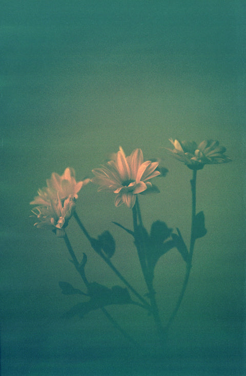 Hanalogital Fox 35mm film