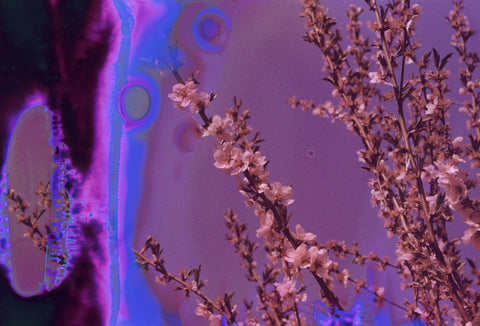 Hanalogital Charoite 35mm film