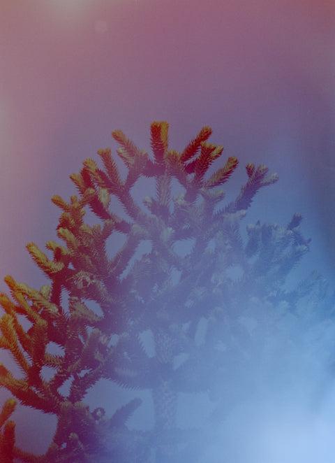 Hanalogital Prism 35mm