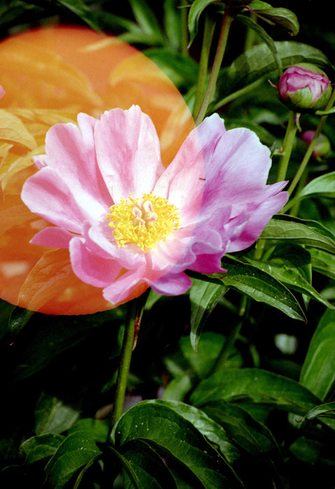 Hanalogital Halo 35mm film