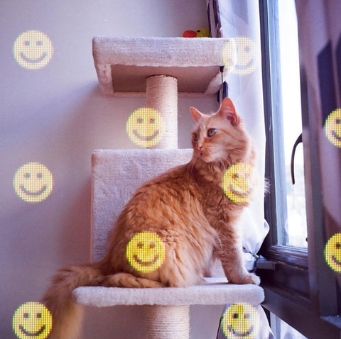 photodom SMILE 35mm film ☺