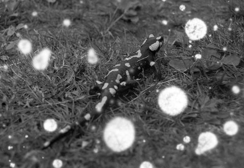 SNOVLOX - special effect film by REVOLOG