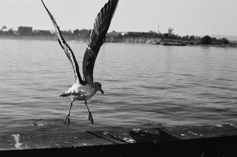 Kosmo Foto Agent Shadow iso400 36 Exp. blanco y negro