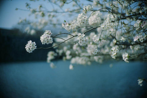 Kodak Ektachrome E100 36 exp.