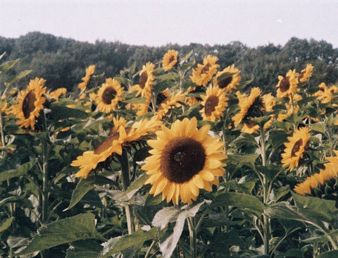 LomoChrome Color '92 Sun-kissed 110 ISO 400 3 Pack