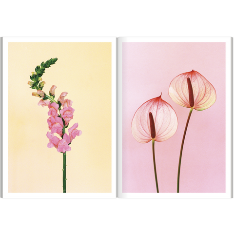 The Chromatics of Flowers