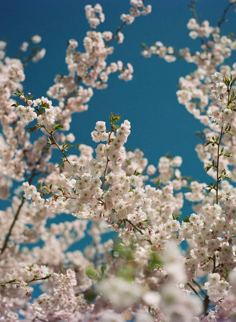 Kodak Ektacolor PRO 160