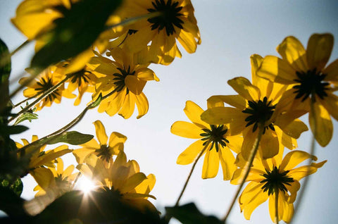 **NUEVO** Kodak Kodacolor 100 y 200 de 36 exposiciones.